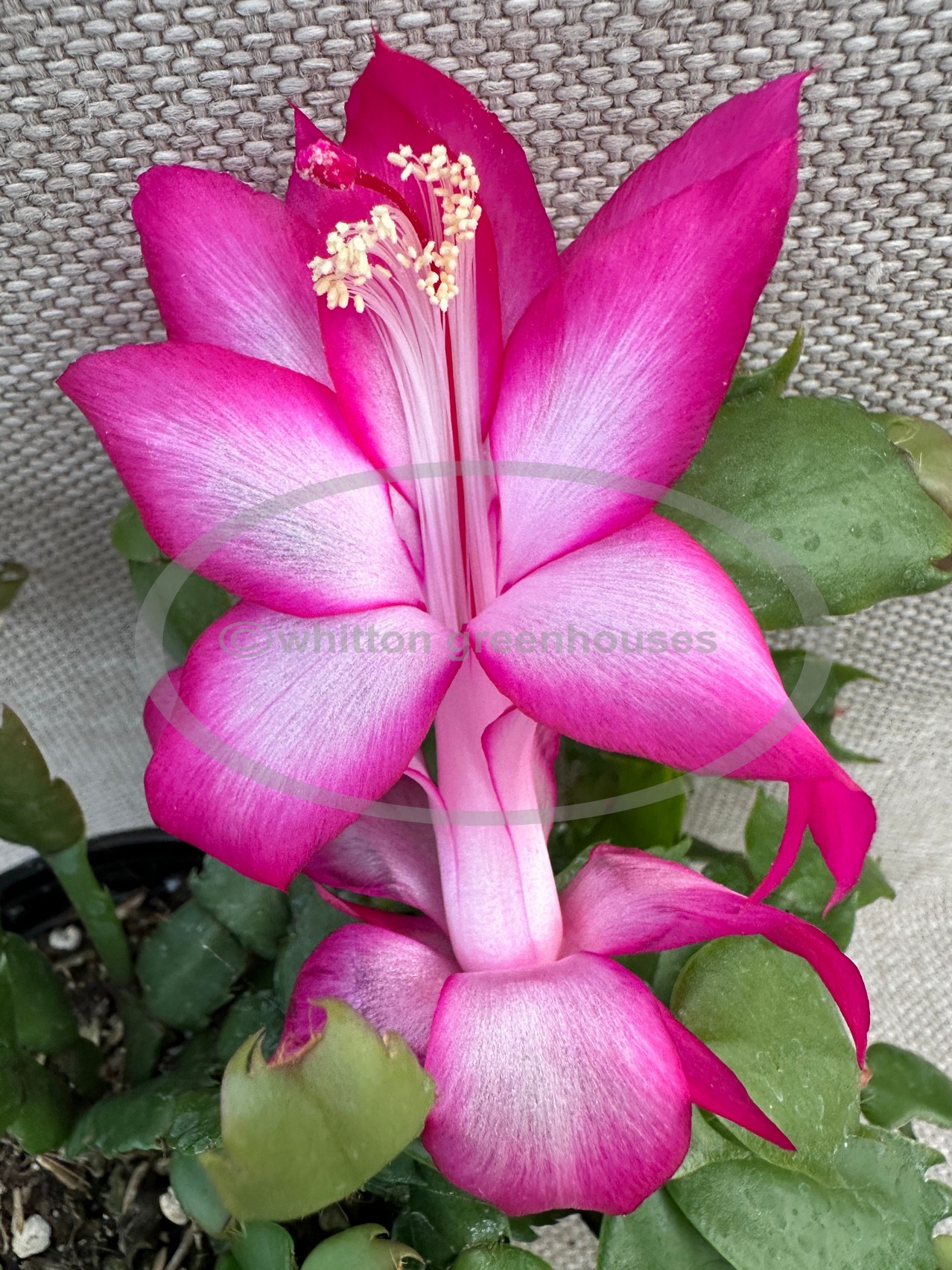 (image for) Shocking Pink